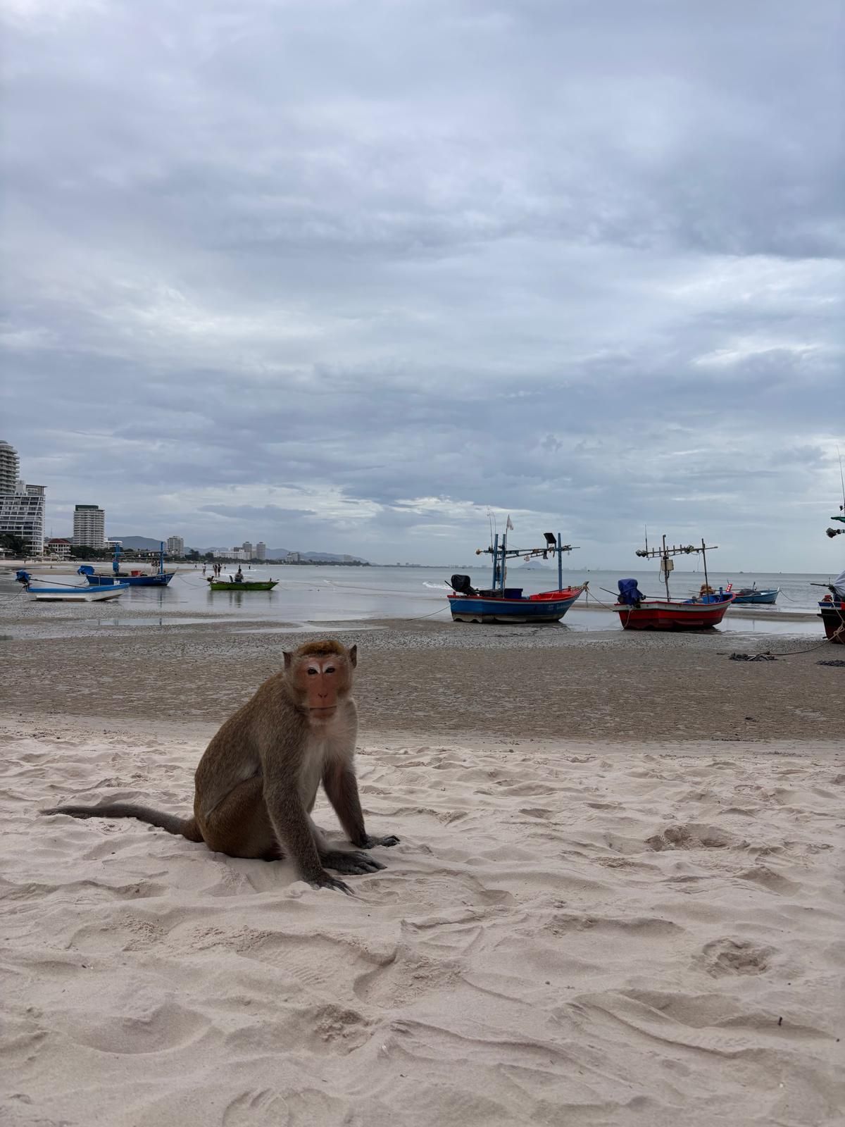A monkey on the beach in Hua Hin, with fishing boats in the background.